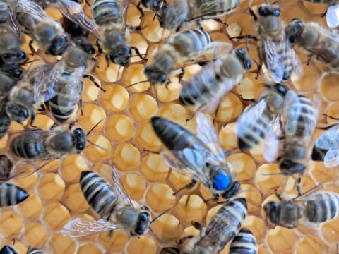 Méhcsaládok eladók vagy cserélhetők Méhcsaládok eladók vagy cserélhetők