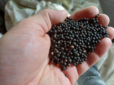 Szöszös bükköny mag