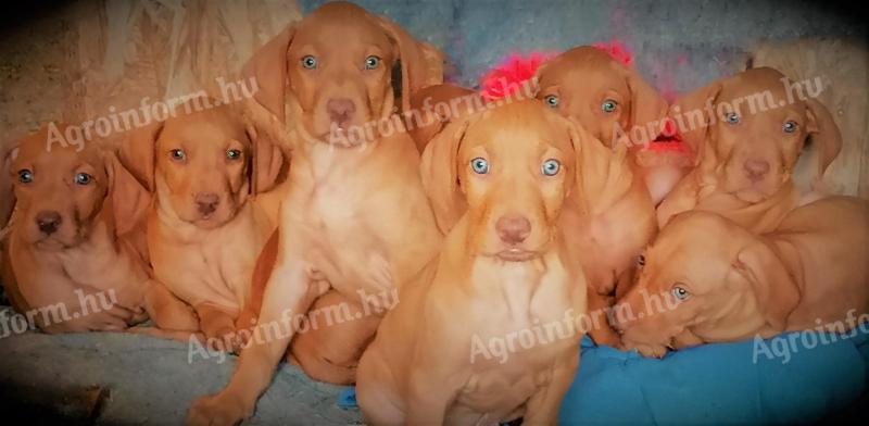 Magyar vizsla fajtatiszta jellegű kiskutyák keresik szerető gazdájukat
