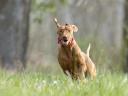 Magyar vizsla fajtatiszta jellegű kiskutyák keresik szerető gazdájukat