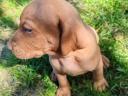 Magyar vizsla fajtatiszta jellegű kiskutyák keresik szerető gazdájukat