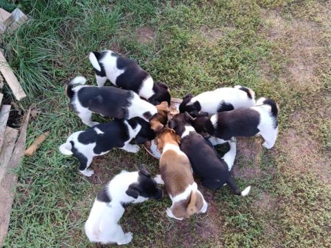 Foxterrier fajtajellegű kiskutyák gazdit keresnek Foxterrier fajtajellegű kiskutyák gazdit keresnek