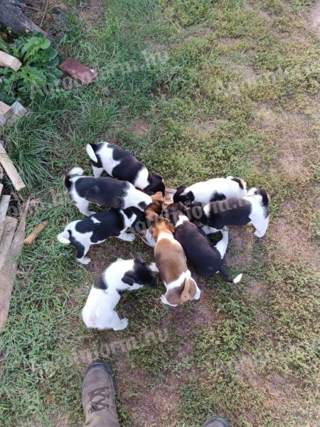 Foxterrier fajtajellegű kiskutyák gazdit keresnek