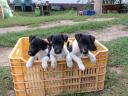 Foxterrier fajtajellegű kiskutyák gazdit keresnek