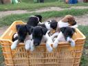 Foxterrier fajtajellegű kiskutyák gazdit keresnek