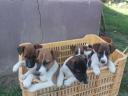 Foxterrier fajtajellegű kiskutyák költöznének