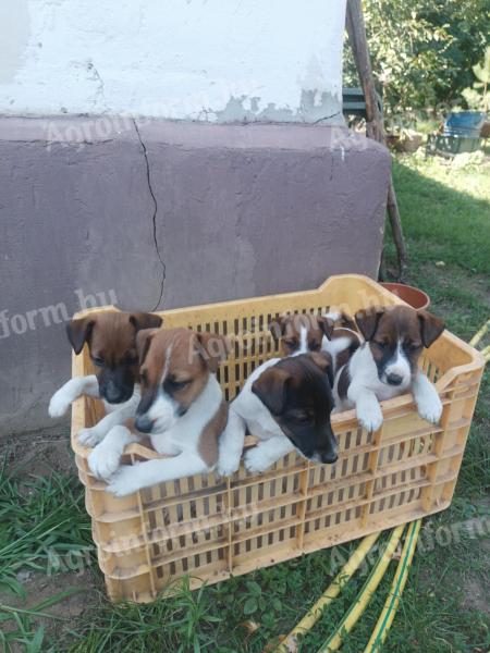 Foxterrier fajtajellegű kiskutyák költöznének