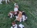 Foxterrier fajtajellegű kiskutyák költöznének