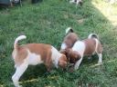 Foxterrier fajtajellegű kiskutyák költöznének