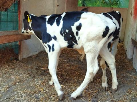 Itatós borjak eladók Itatós borjak eladók