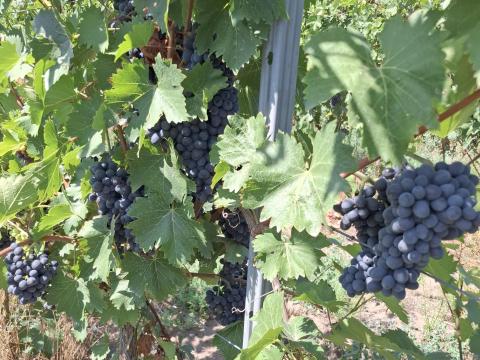 Nero szőlő ellenőrzött bio termesztésből eladó Nero szőlő ellenőrzött bio termesztésből eladó