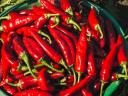 Kézzel szedett fűszerpaprika