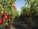 Kézzel szedett fűszerpaprika