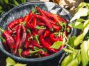 Kézzel szedett fűszerpaprika a Fajszi Paprika Manufaktúrától