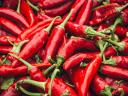 Kézzel szedett fűszerpaprika a Fajszi Paprika Manufaktúrától