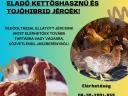 Jérce eladó (csirke,baromfi,tyúk)