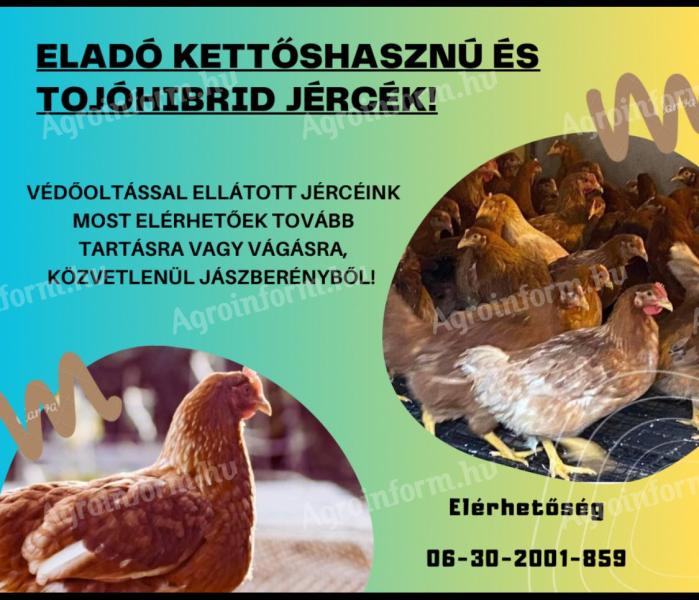Jérce eladó (csirke,baromfi,tyúk)