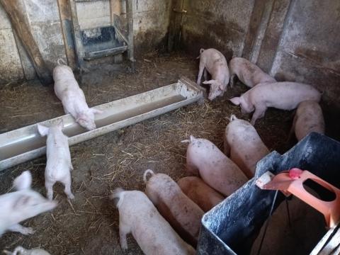 Választási malacok Választási malacok