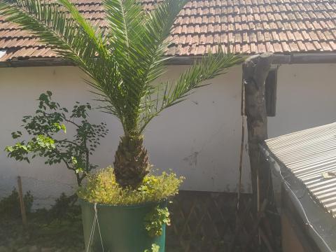 Phoenix pálma eladó Phoenix pálma eladó