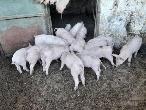 Választási malacok Választási malacok