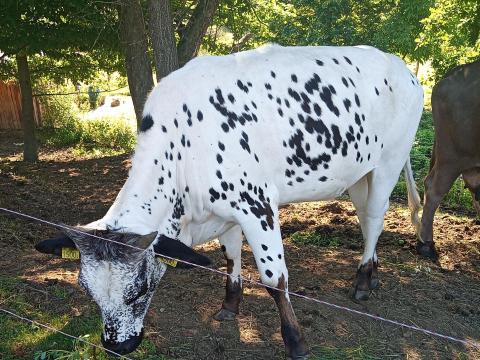 15 hónapos üsző 15 hónapos üsző