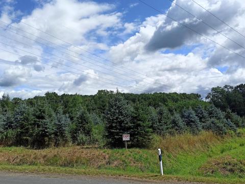 Eladó 1,5 ha kert az osztrák határ mellett Eladó 1,5 ha kert az osztrák határ mellett