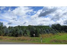 Eladó 1,5 ha kert az osztrák határ mellett