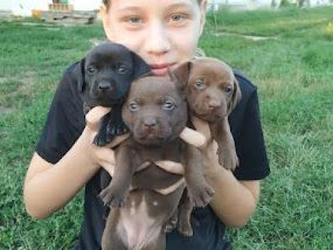 Sinka jellegű kölyök kutyák ingyen elvihetők Sinka jellegű kölyök kutyák ingyen elvihetők