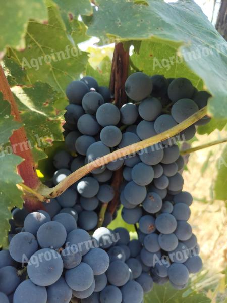 Kékfrankos rozé bor eladó