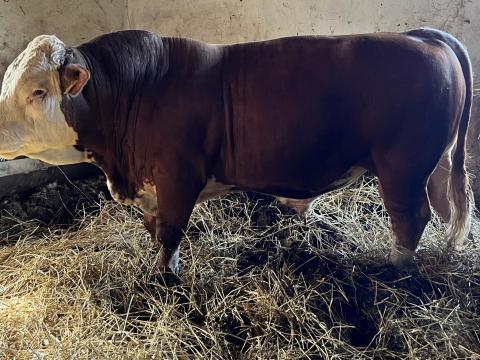 Eladó magyartarka tenyészbika, szarvtalan, Celnik Z Besna PP apaságú Eladó magyartarka tenyészbika, szarvtalan, Celnik Z Besna PP apaságú