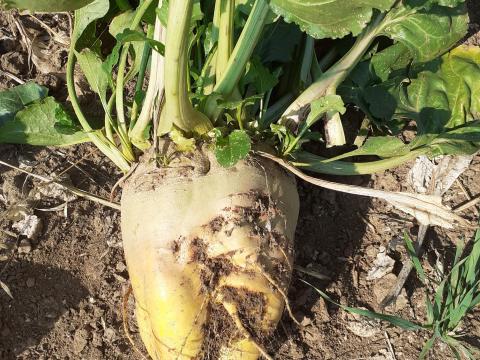 Takarmányrépa jó minőségben eladó Takarmányrépa jó minőségben eladó