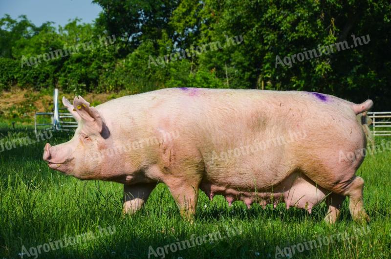 Nagyfehér sertés kocasüldő és kansüldő eladó
