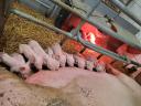 Nagyfehér sertés kocasüldő és kansüldő eladó