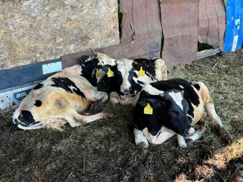 6db HF bika elado 6db HF bika elado