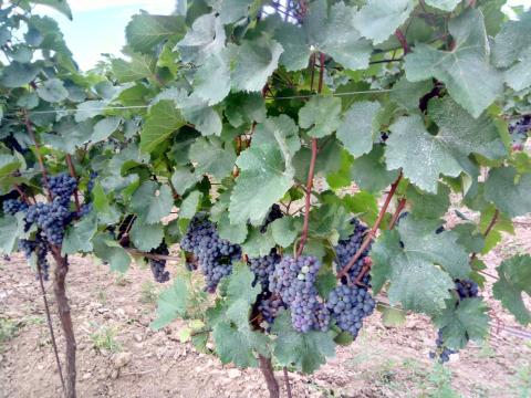 Chardonnay, Tramini, Zöldveltelini, Olaszrizling, Kékfrankos, Zweigelt borszőlő eladó nagy- és kistételben Chardonnay, Tramini, Zöldveltelini, Olaszrizling, Kékfrankos, Zweigelt borszőlő eladó nagy- és kistételben