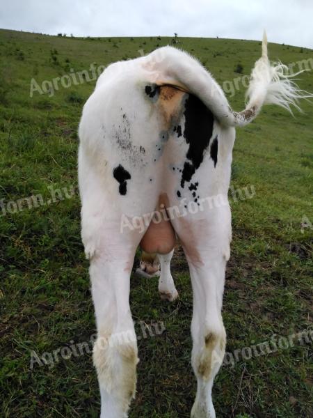 Jersey üsző eladó