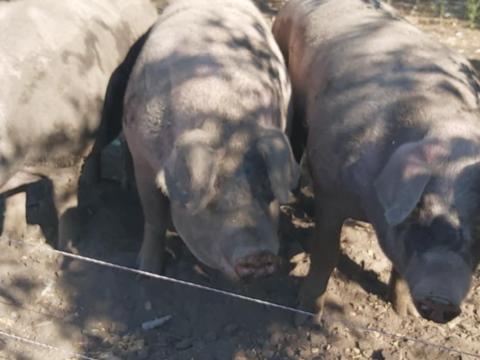Eladó disznók Eladó disznók