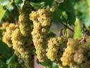 Chardonnay szőlő eladó Dél-Balatonról