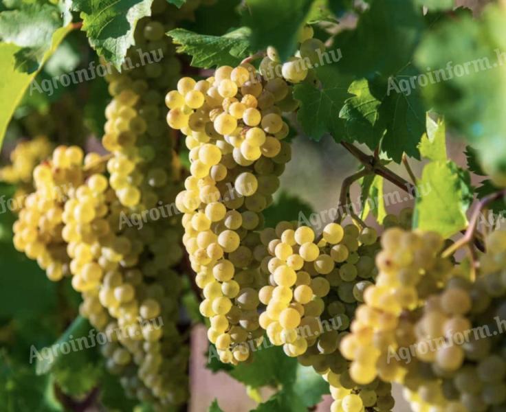 Chardonnay szőlő eladó Dél-Balatonról