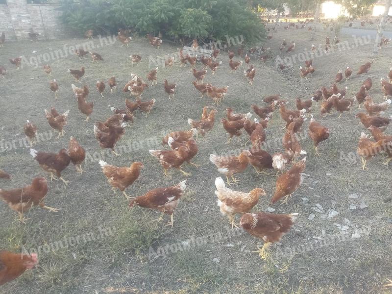 Tetra SL LL jérce eladó szabadtartásból