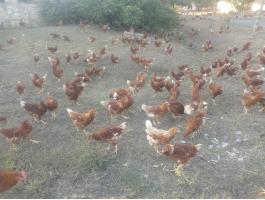 Tetra SL LL jérce eladó szabadtartásból