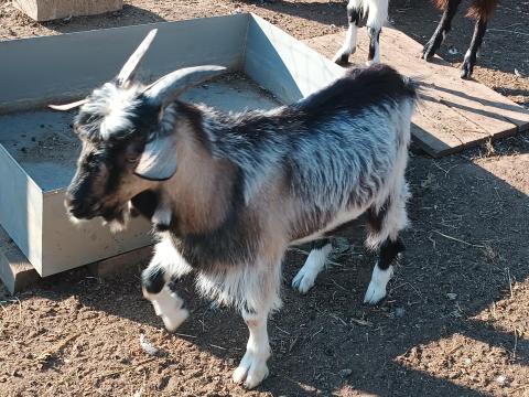 Fiatal bak kecskék eladók Fiatal bak kecskék eladók