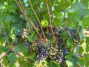 Cabernet franc