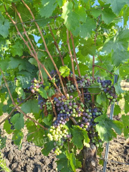 Cabernet franc