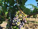 Cabernet franc