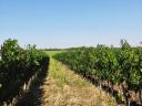Cabernet franc