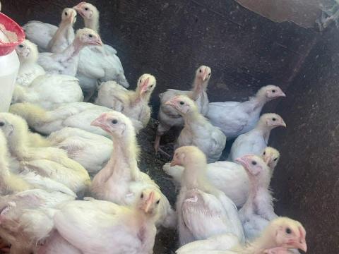 Húshibrid csirke Húshibrid csirke