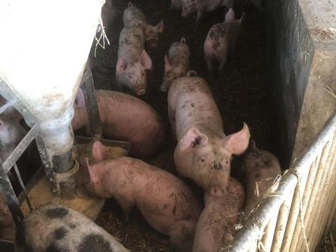 Malacok eladók – hússertés állományból Malacok eladók – hússertés állományból