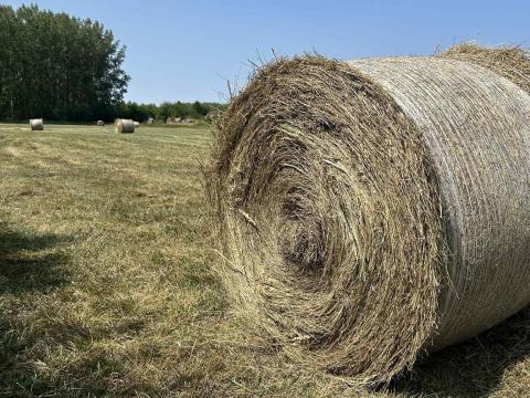 Széna bála eladó – friss és tavalyi széna, sásos széna is kapható Széna bála eladó – friss és tavalyi széna, sásos széna is kapható