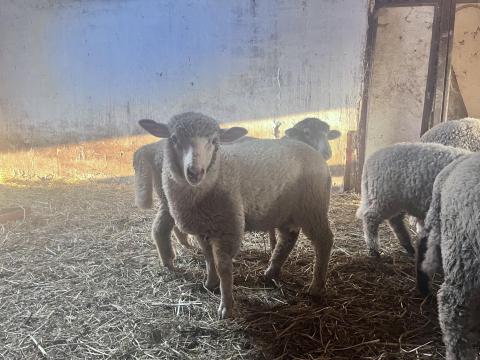 Eladó nagysúlyú némethús merinó hízó bárányok Eladó nagysúlyú némethús merinó hízó bárányok